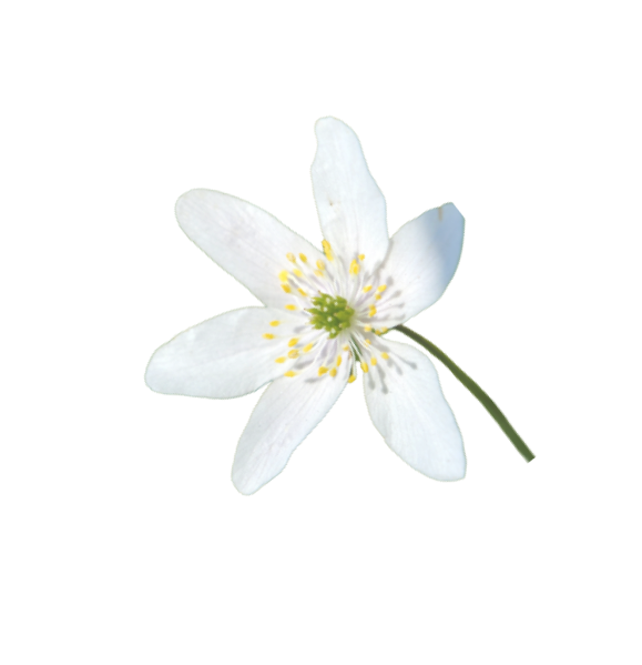 Terra Green Hero Flower